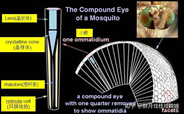昆虫的复眼结构图片