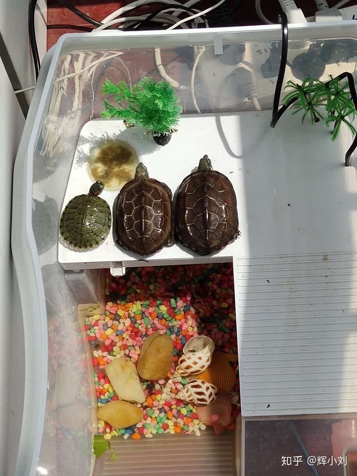 草龟和巴西龟混养可以吗