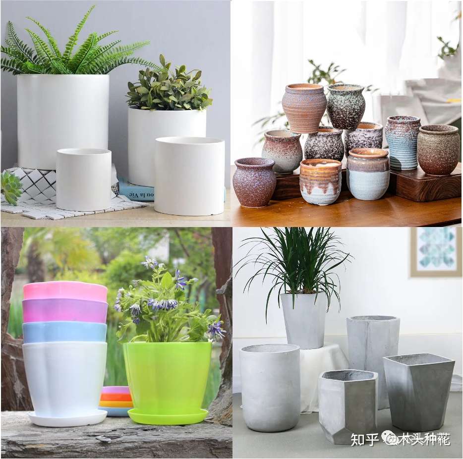 什么 养花第一步我就错了 知乎