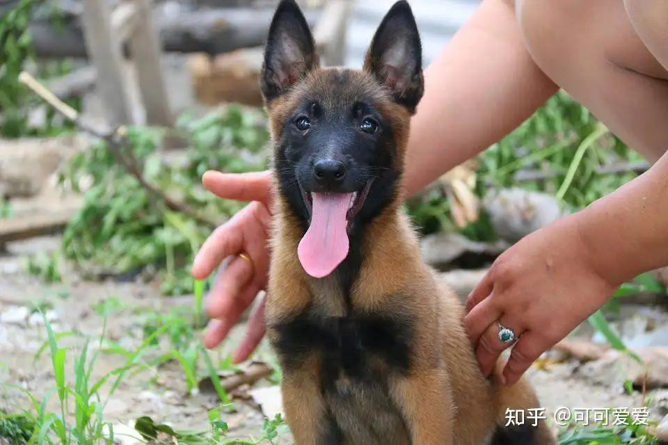 马犬 可怕 的5个地方 这么多人不养 真的是有原因的 知乎 马犬 可怕 的5个地方 这么多人不养 真的是有原因的 知乎