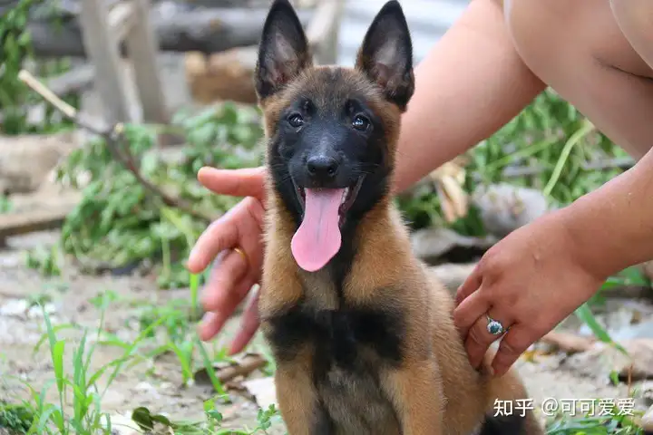 马犬“可怕”的5个处所，那么多人不养，实的是有原因的（马犬怕不怕冷）