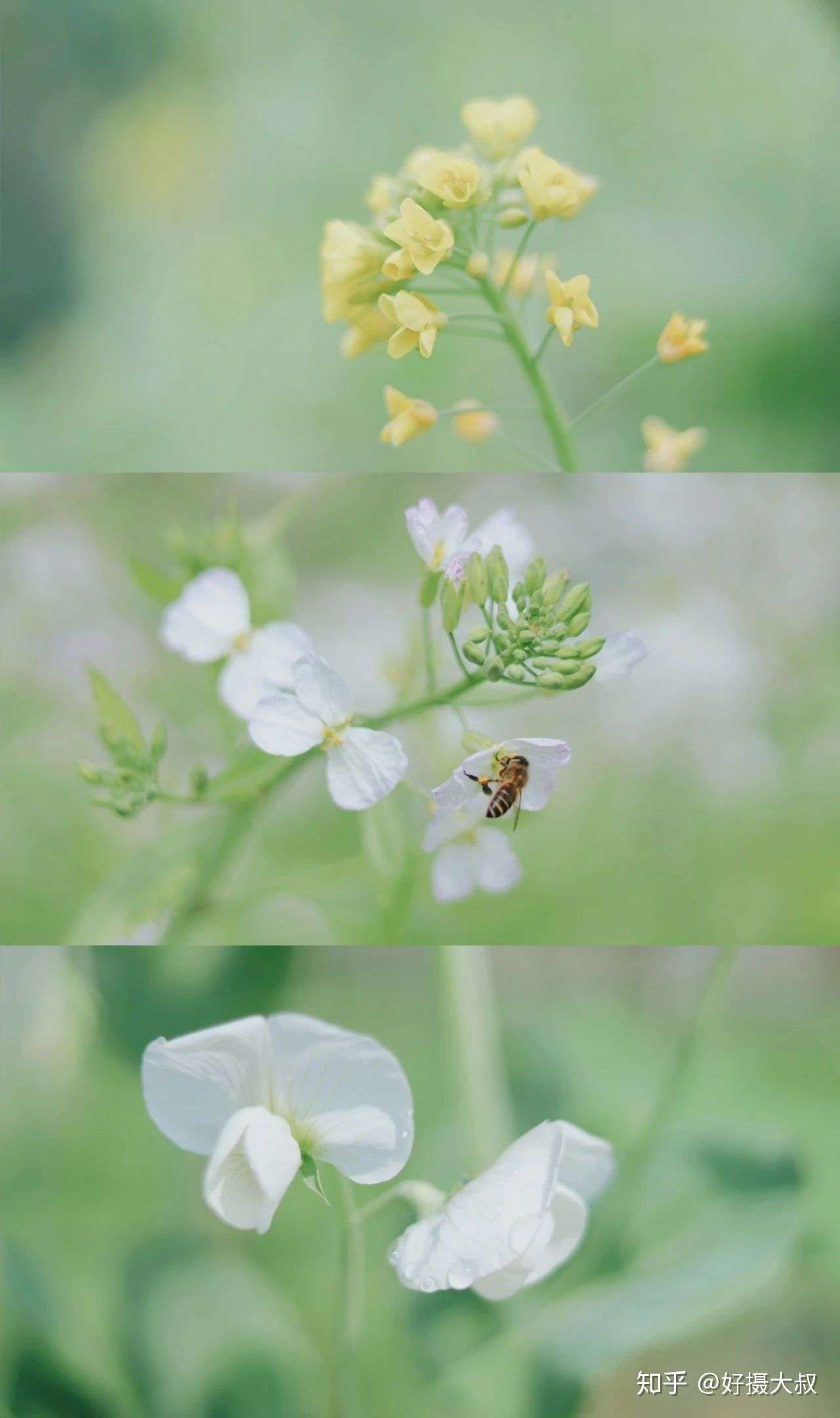 拍极简花卉 照片高级又好看 知乎