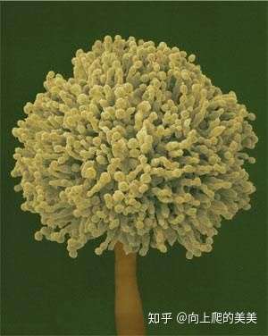 黄曲霉素如何杀死