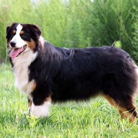 澳大利亚牧羊犬