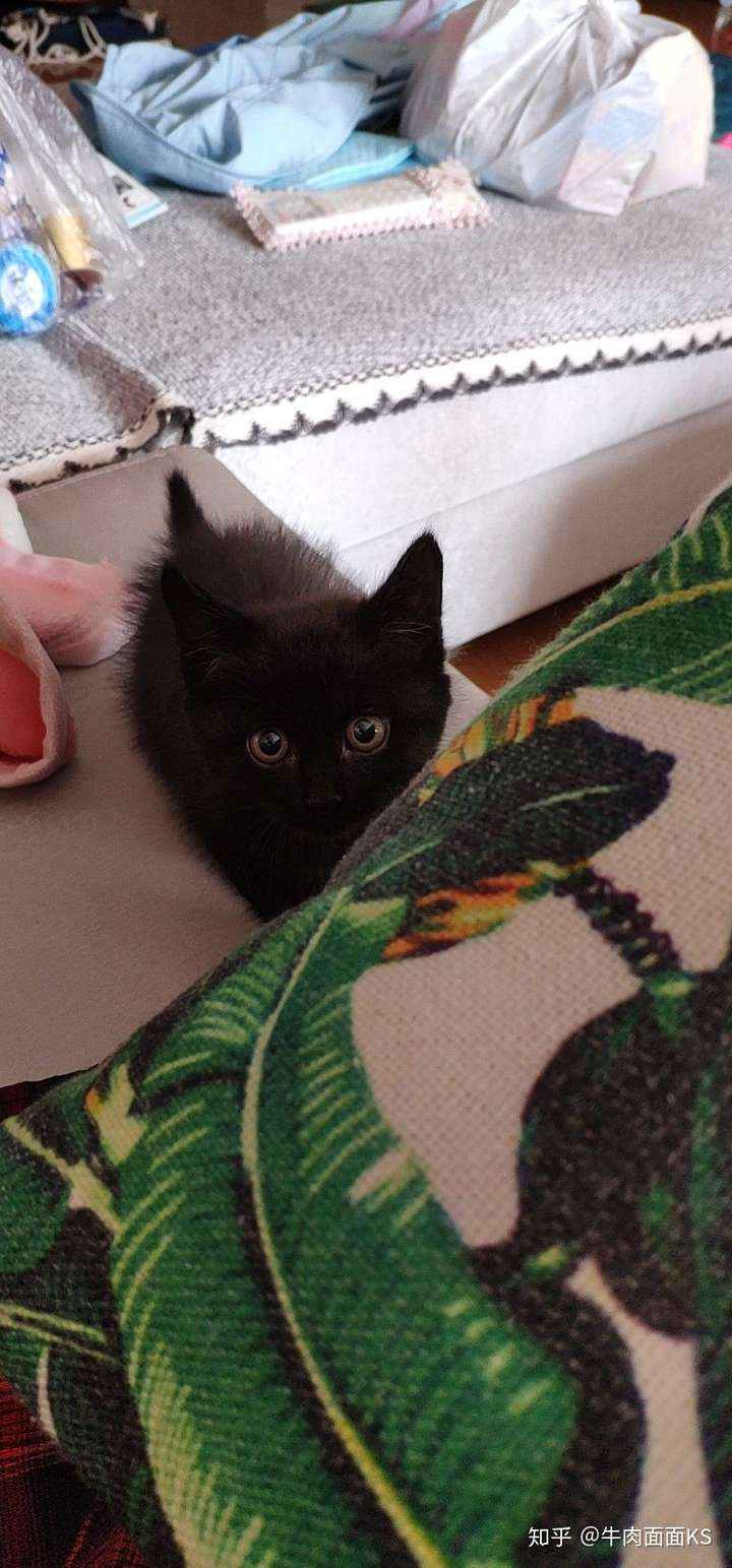 我前几天刚捡了只小黑猫.起名叫煤球.