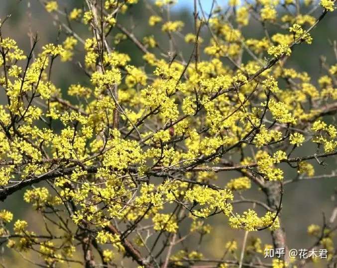 山茱萸的鉴赏以及盆栽的制作养护 知乎