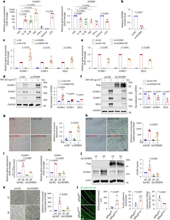 内皮胰岛素样生长因子结合蛋白6（IGFBP6）抑制血管炎症和动脉粥样硬化