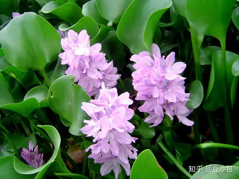 常见开蓝紫色花植物 知乎