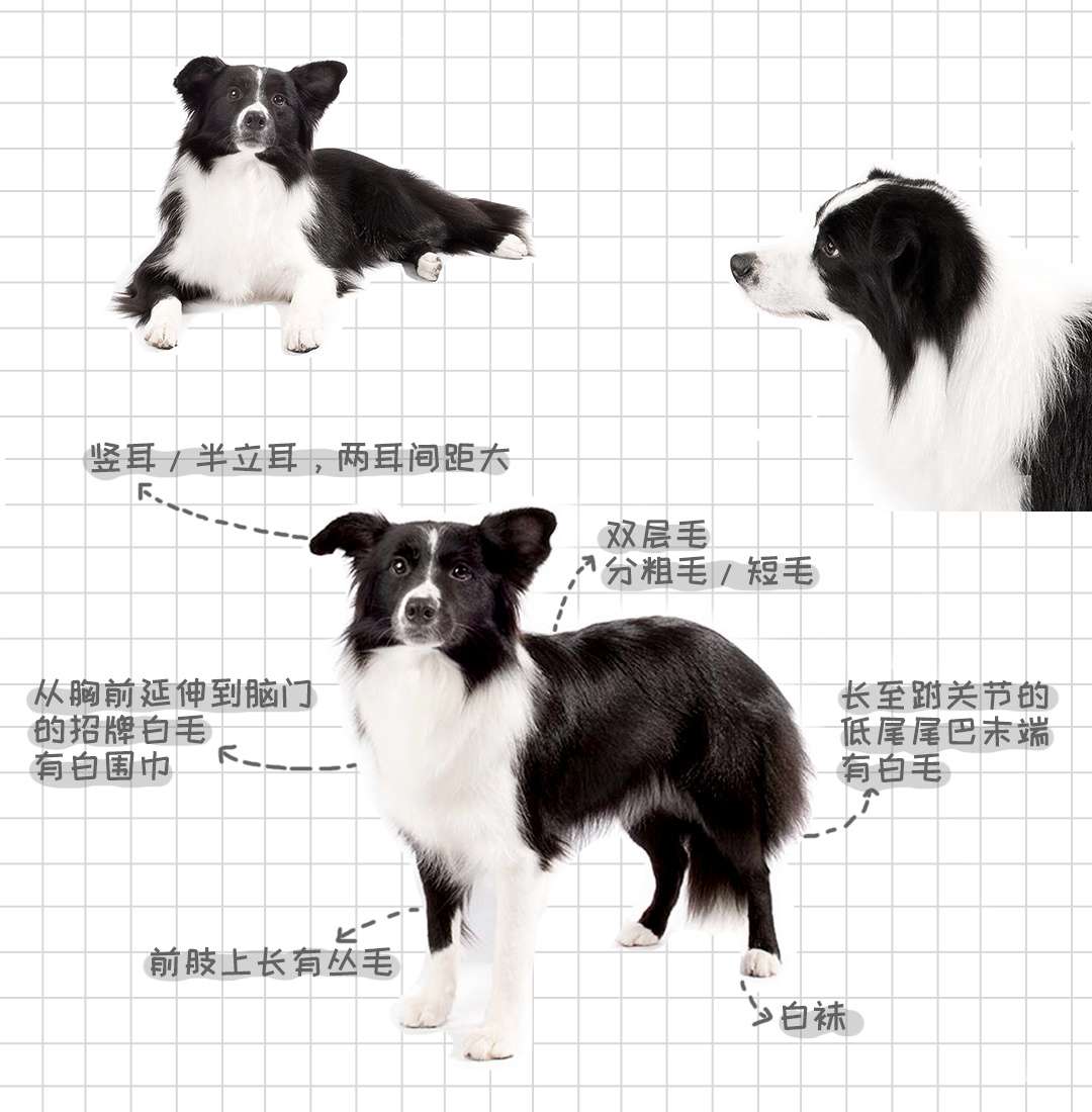 犬界学霸 边境牧羊犬 知乎