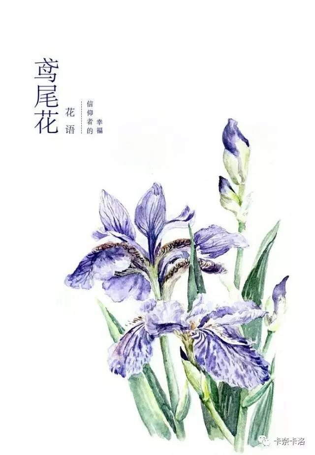 爱丽丝的秘密 鸢尾花 知乎