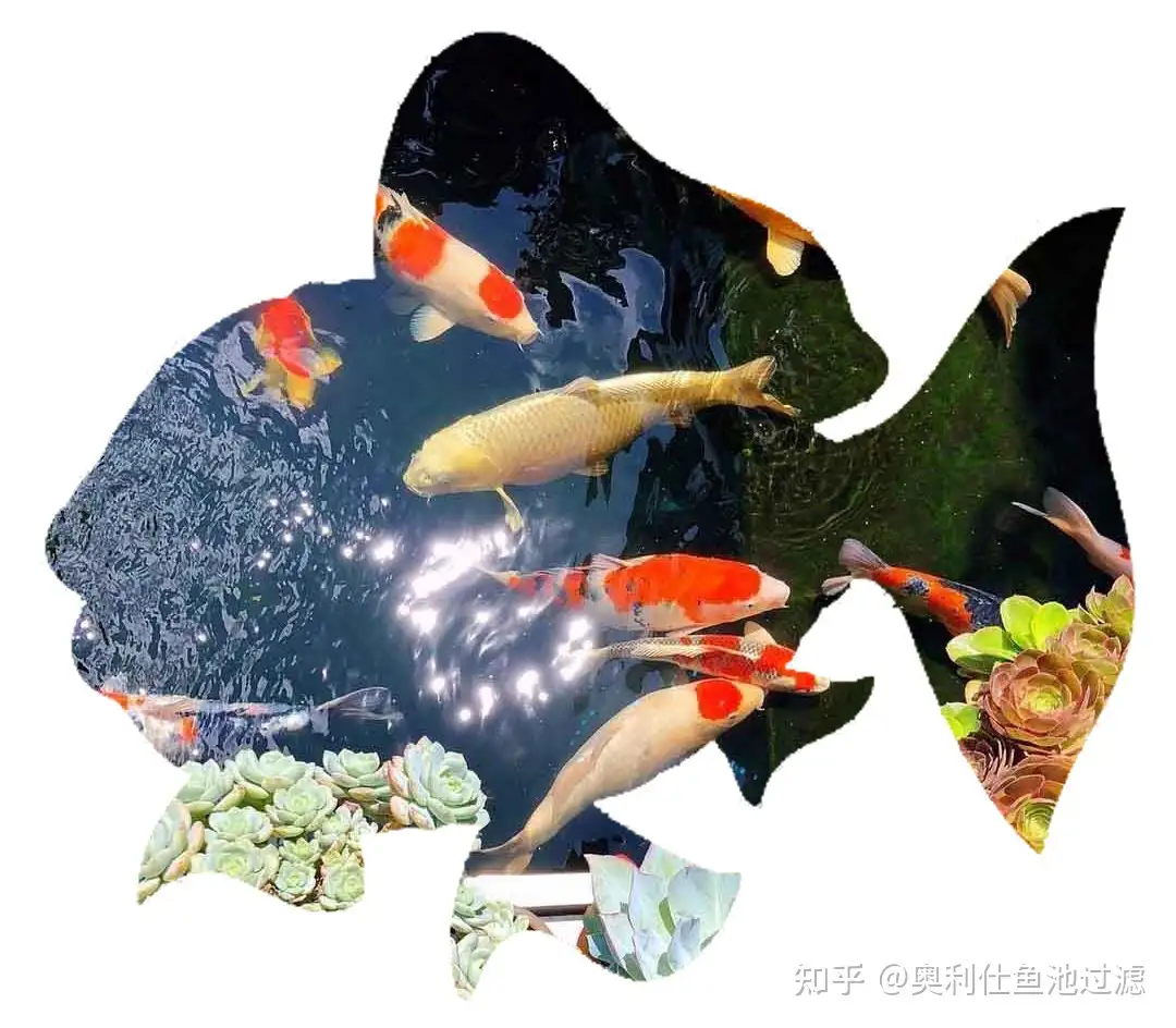 锦鲤喂食 抓紧时机是关键 知乎 锦鲤喂食 抓紧时机是关键 知乎