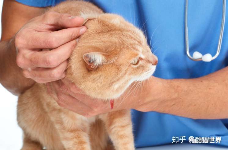 猫咪常见病症 系列十三之猫咪耳朵常见的8个问题 知乎