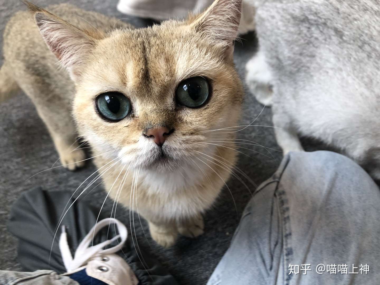 尽量别让猫在卧室睡觉，千万别心存侥幸- 知乎