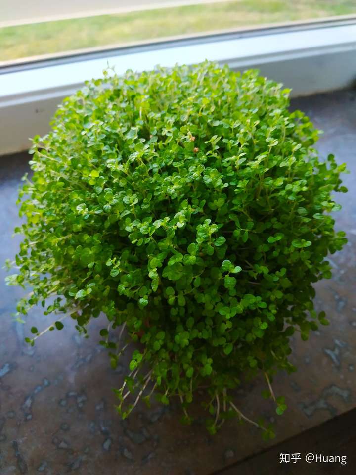 请问有谁知道金钱麻(珍珠草)该怎么养么?