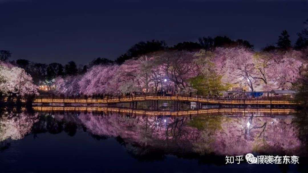 多图预警 日本的樱花到底有多美 附19年东京赏樱地推荐 知乎