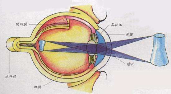 关于眼球反射图案映像倒置