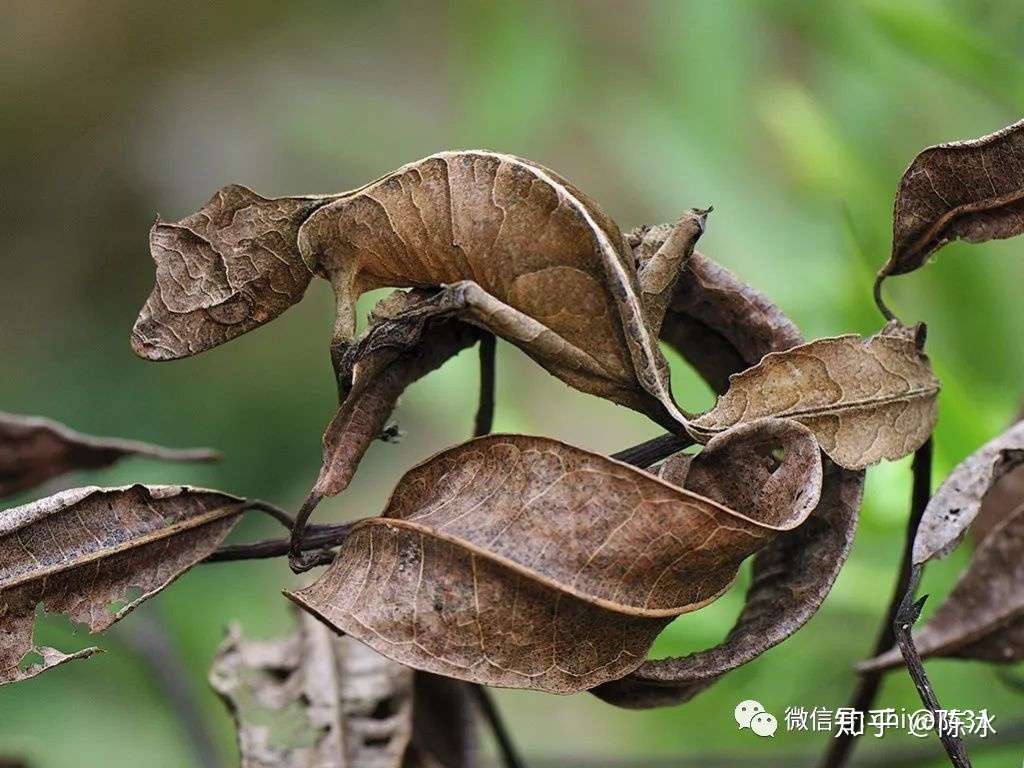 生物拟态进化 一切为了活下去 知乎