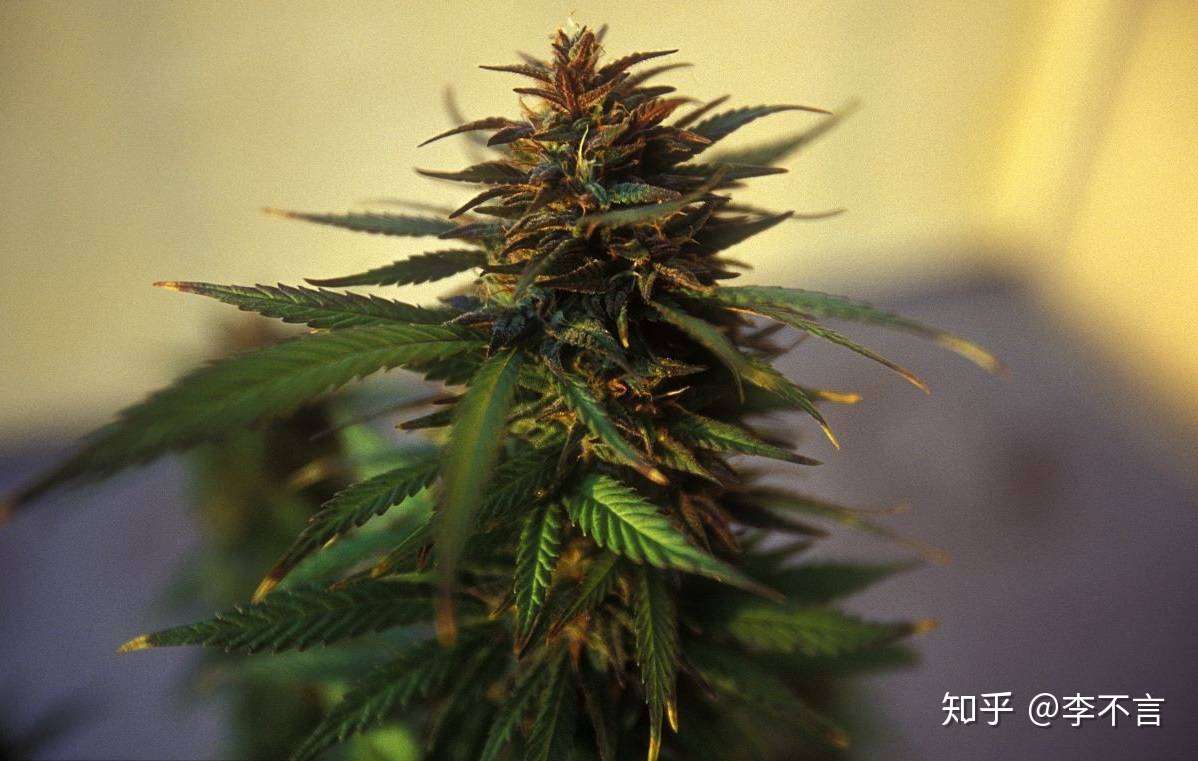 世界首个大麻合法化的国家 准许病号种食 毗邻美国 社保很完善 知乎