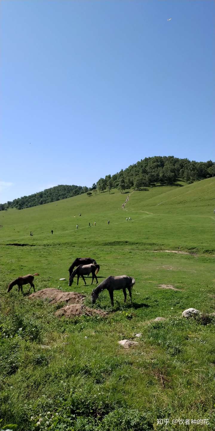 阳光正好,风也温柔,马儿低头吃草. 其实,山坡上到处塞满了人群.
