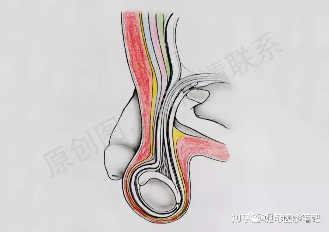 学习分享121 睾丸自检及护养 知乎