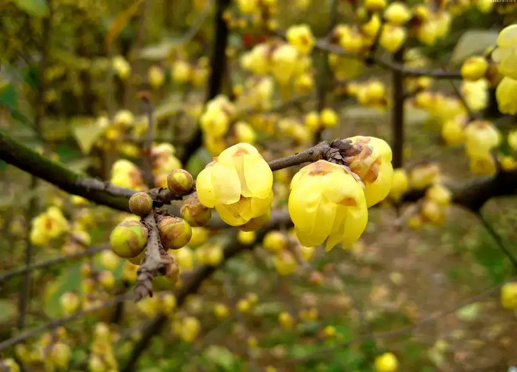 春天开黄色花的灌木或小乔木 知乎