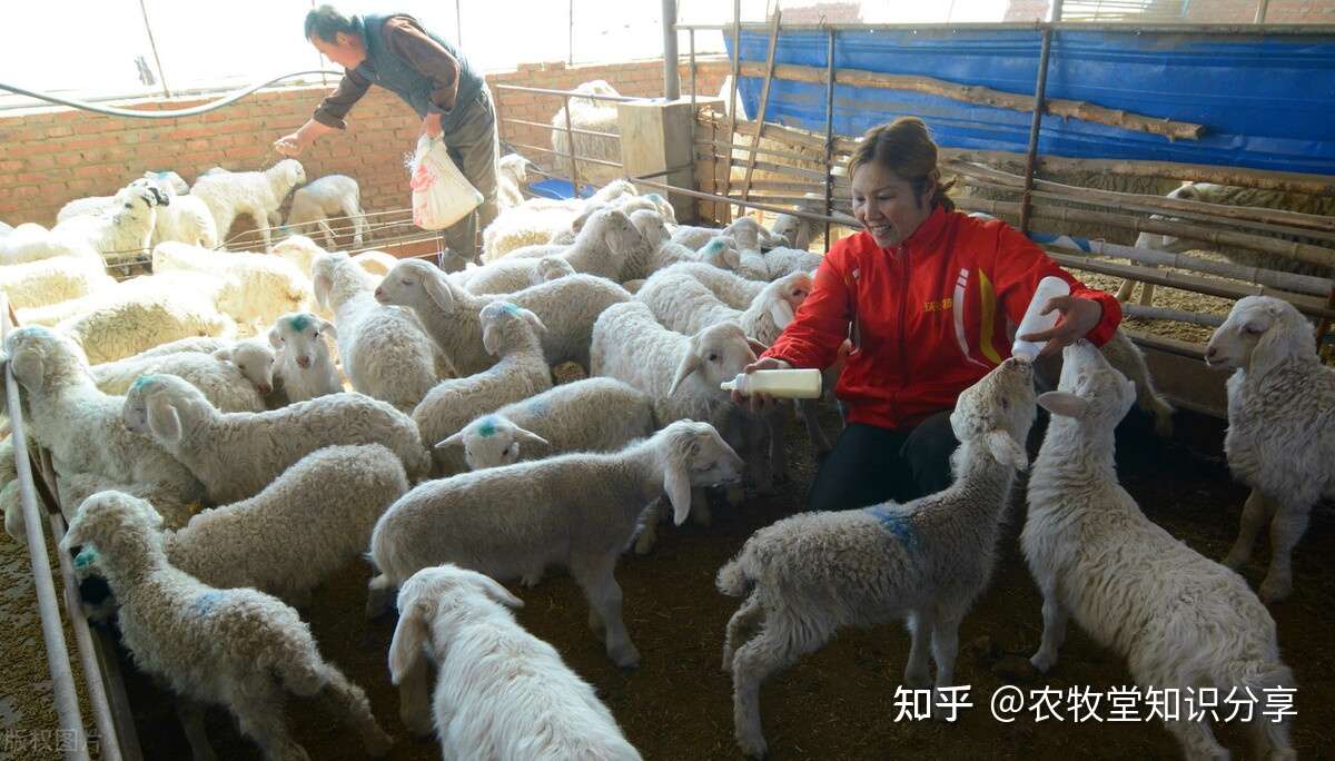 母羊总是流产是什么原因 该如何防控 知乎