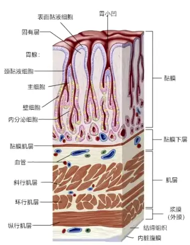 胃壁的五层结构图片