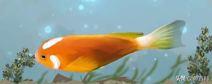 小丑鱼好养吗(小丑鱼怎么养)插图 小丑鱼好养吗(小丑鱼怎么养)插图