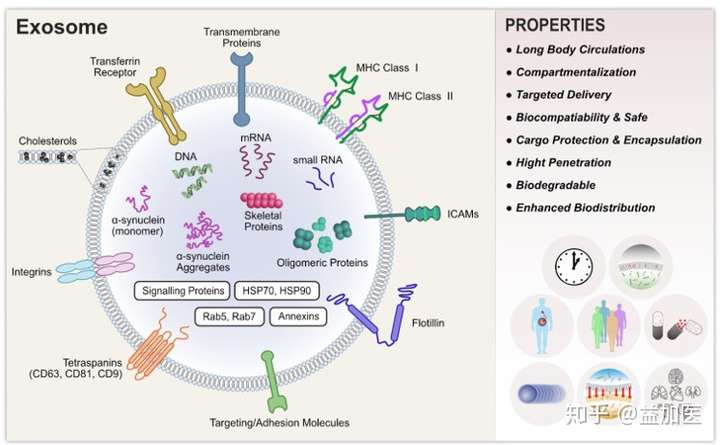 外泌体示意图图片