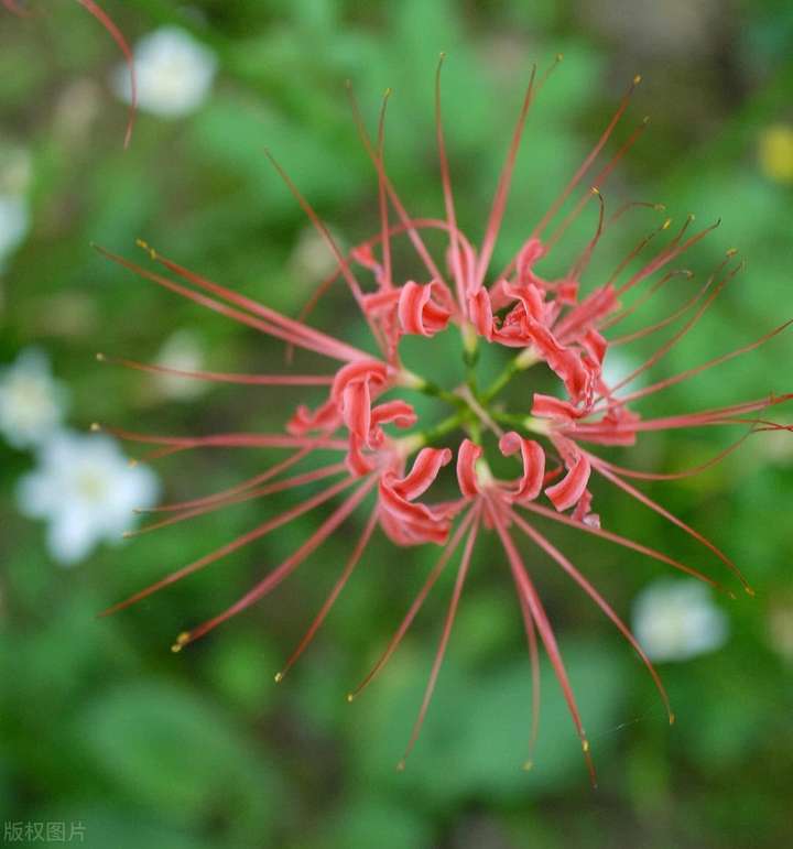 简短美文 热评句子 朋友圈说说 抖音语录 气泡说说