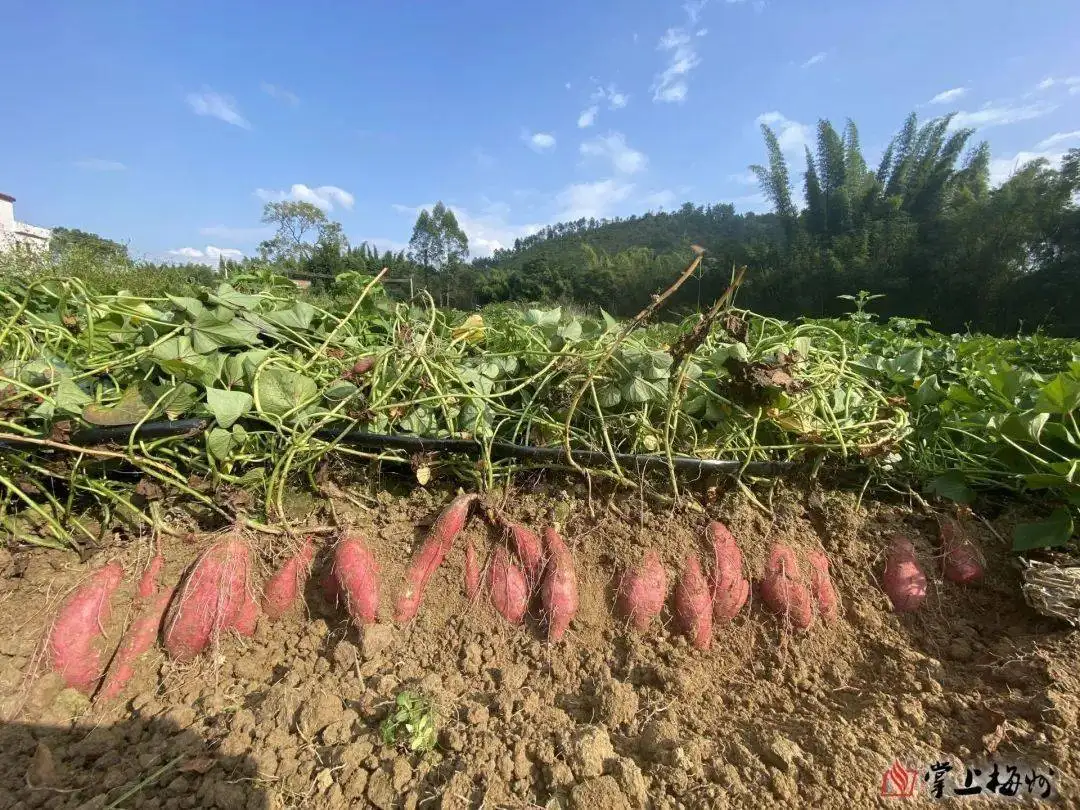 媒体曝光「夺命红薯」，种植户用高毒农药甲拌磷杀虫，如何区分这种「毒红薯」？