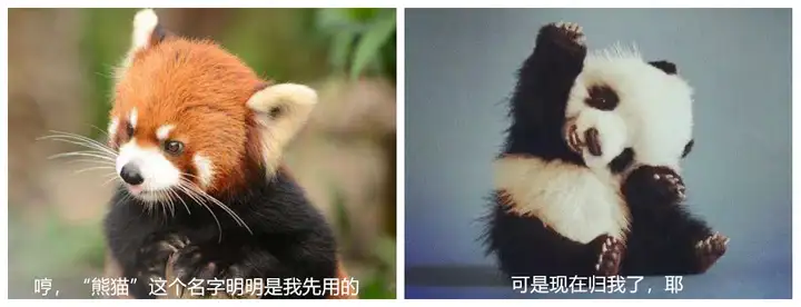 大熊猫、小熊猫傻傻分不清晰~（大熊猫和小熊猫纷歧样）