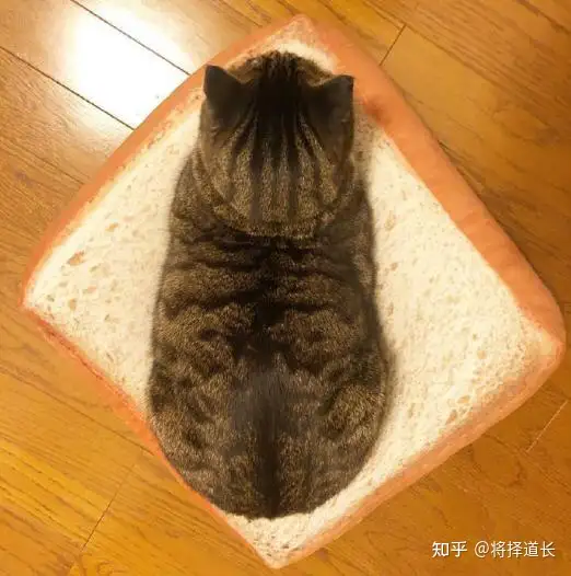 中国狸花猫有什么优缺点呢？