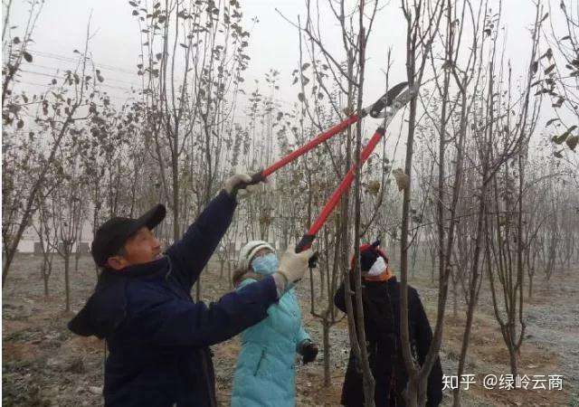 冬剪比春剪更重要 最全苗木冬剪技术来咯 知乎