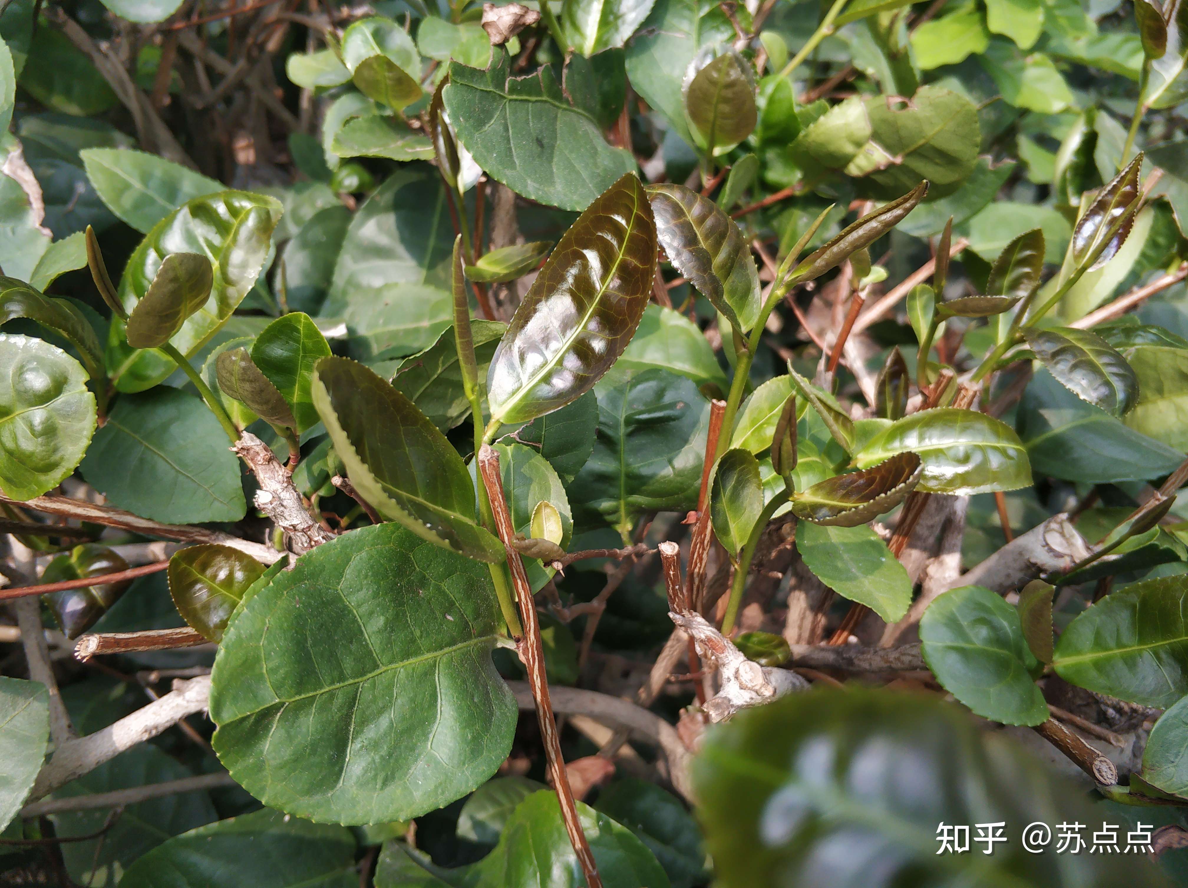 苏点点 的想法: 红芽永春佛手诚不欺我 - 知乎