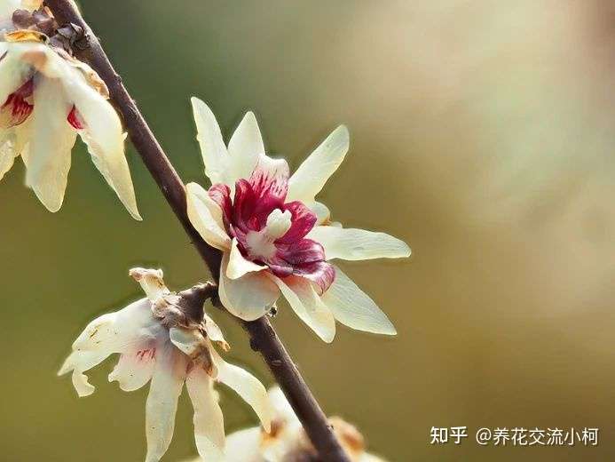 腊梅不是 梅花 刚买的盆栽或盆景要处理 避免掉花苞 知乎