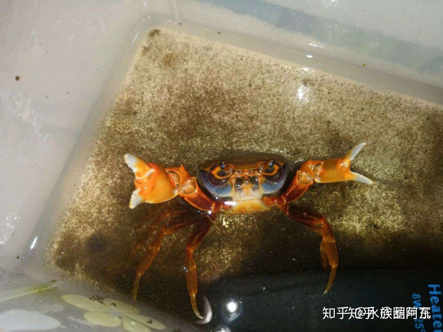 南海溪蟹是从南海来的 别听水族店老板瞎忽悠 知乎