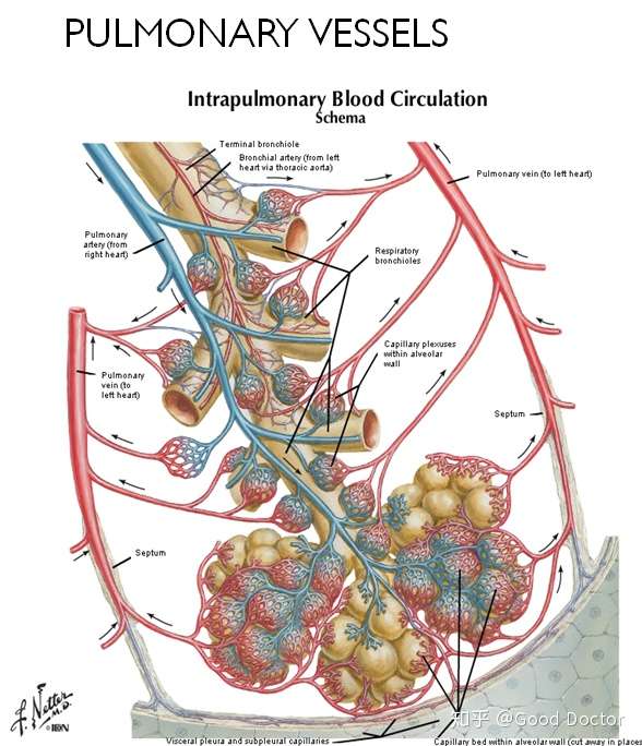 然而由於肺血管的解剖