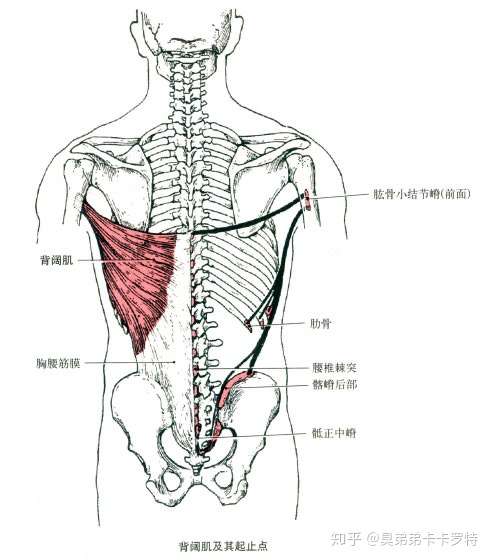 健身时身体各个部位肌肉功能和介绍 1 知乎