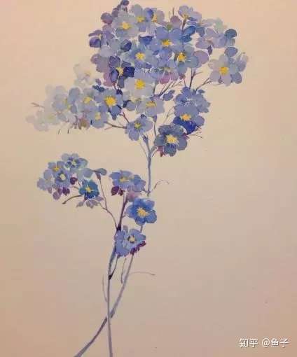 定情之花 勿忘我 的鉴赏养护以及标本制作 知乎