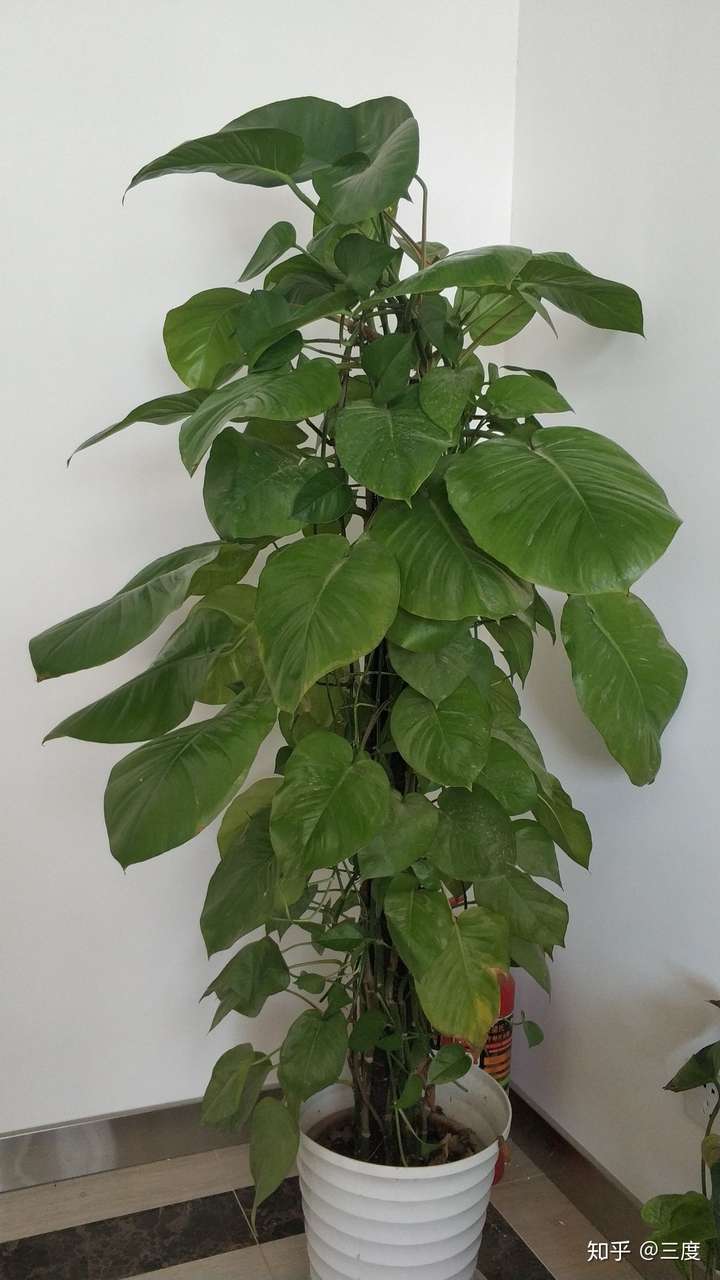 绿萝叶子发黄是什么原因