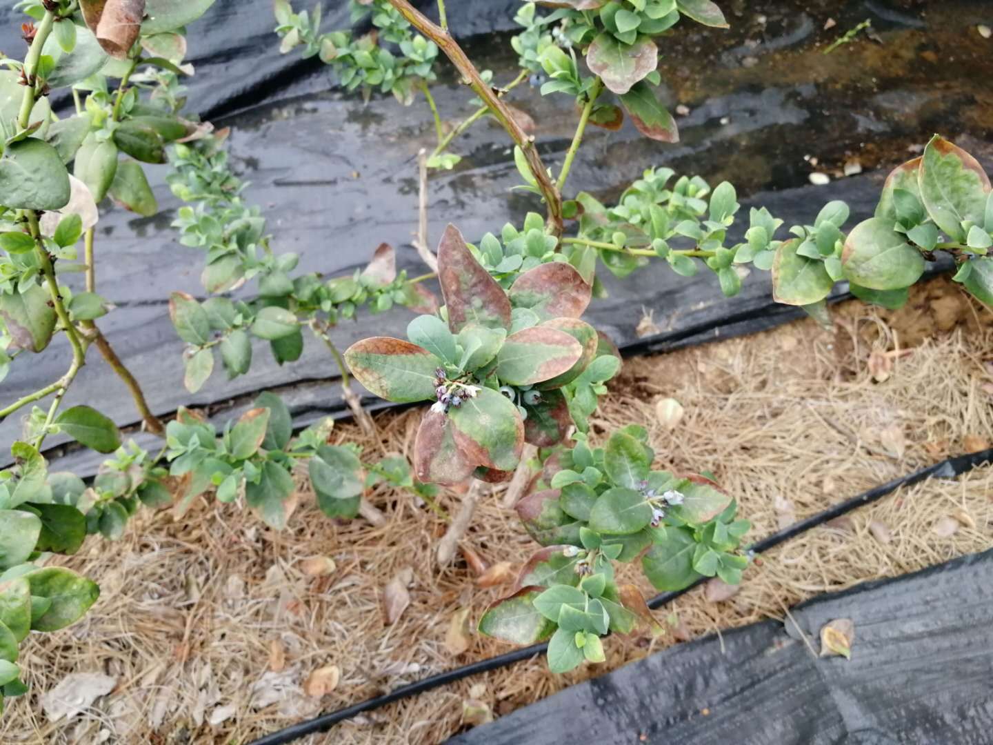 天宝特色农技服务 的想法: 蓝莓为啥肥害严重?