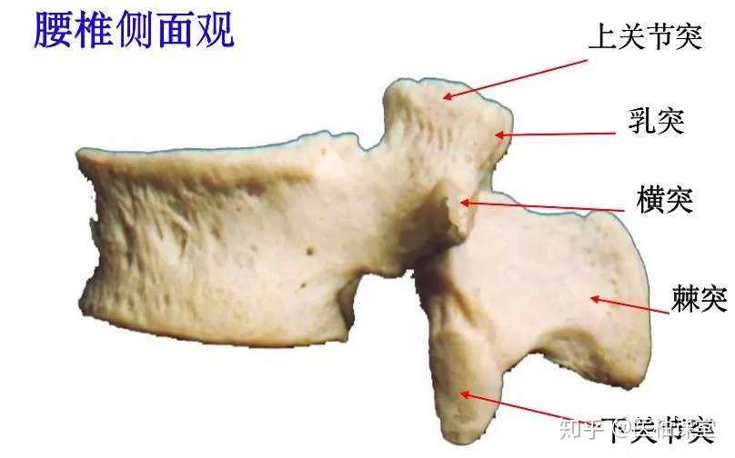 脊柱超详细解剖 高清图文版 知乎