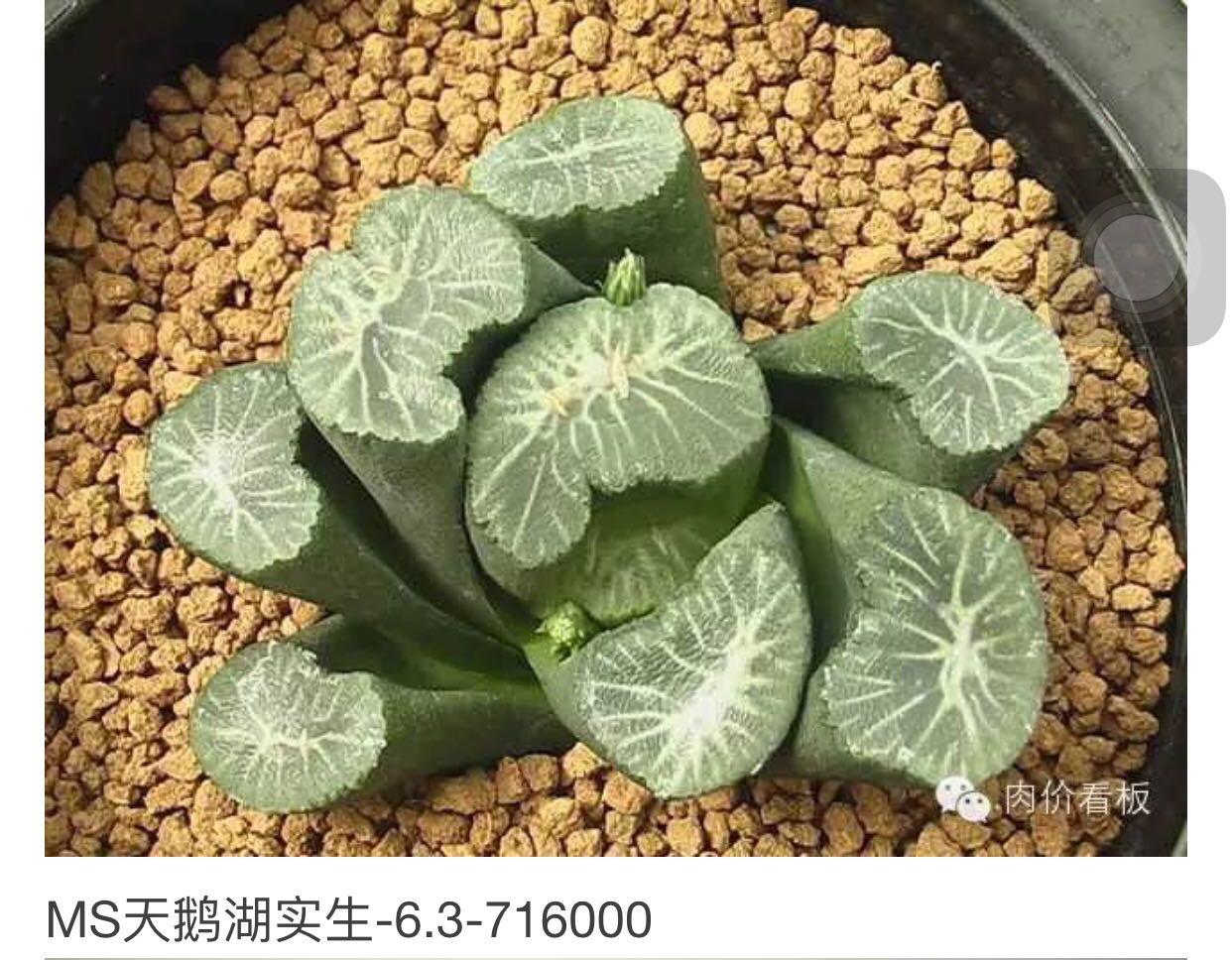 史上最名贵的多肉有哪些?