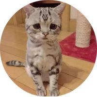 Zhihu profile picture for @mocked