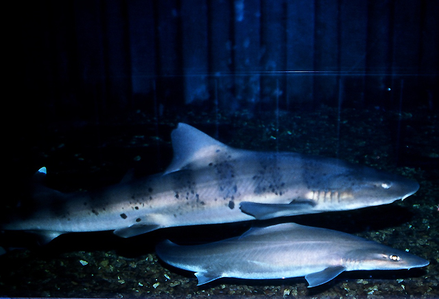 爱上一条靓鱼,可我的家里没有大缸 | 海水驿站