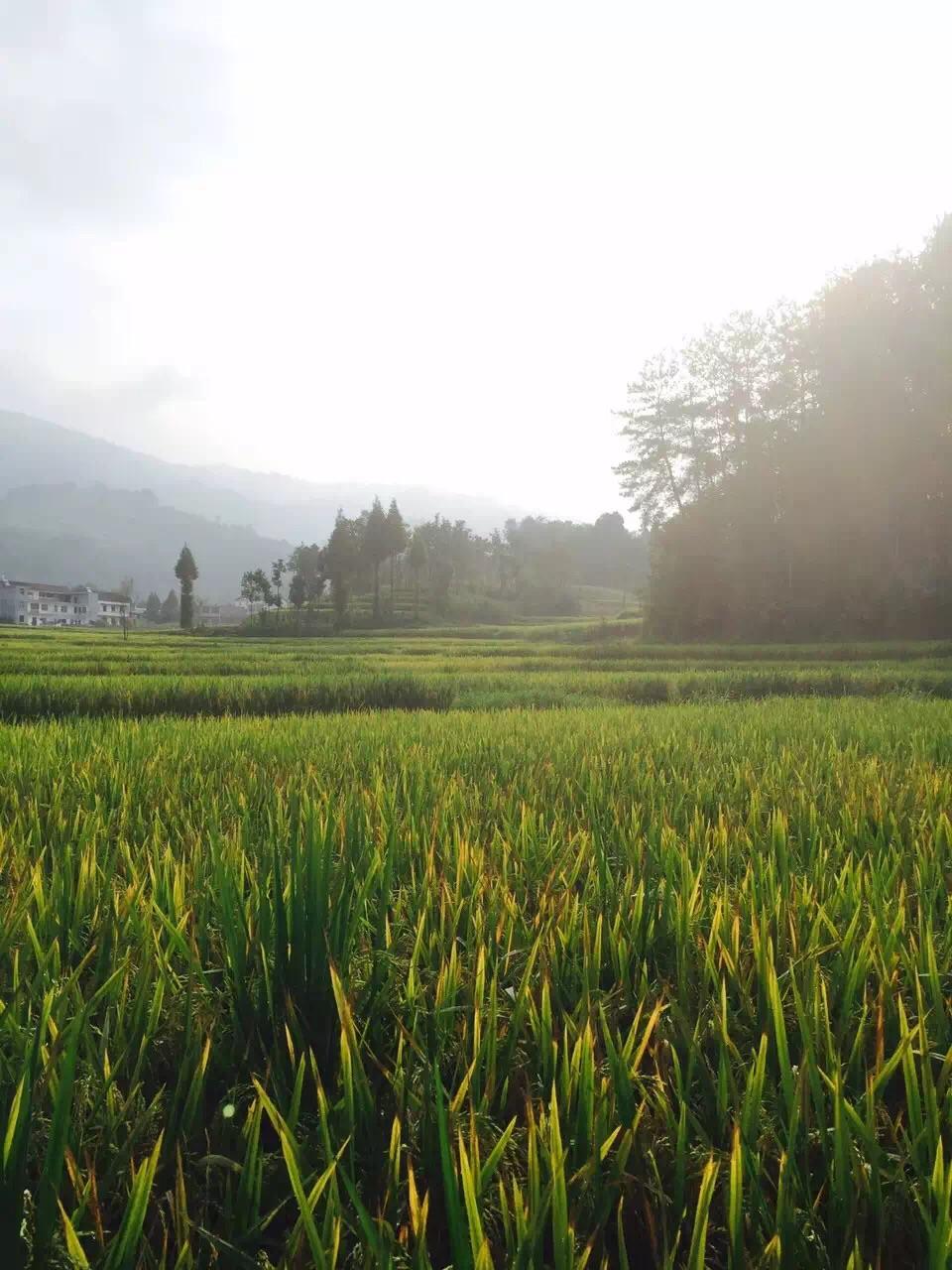 如何体验到像周杰伦《稻香》歌词中所描写的生