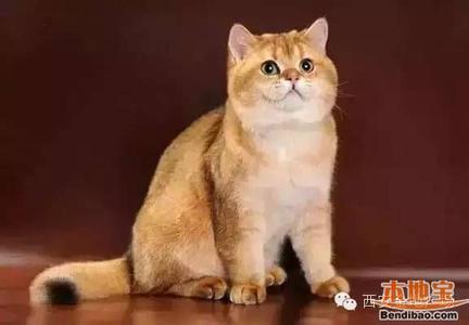 万能的大神们,我养了两只英短,一直以来特别想