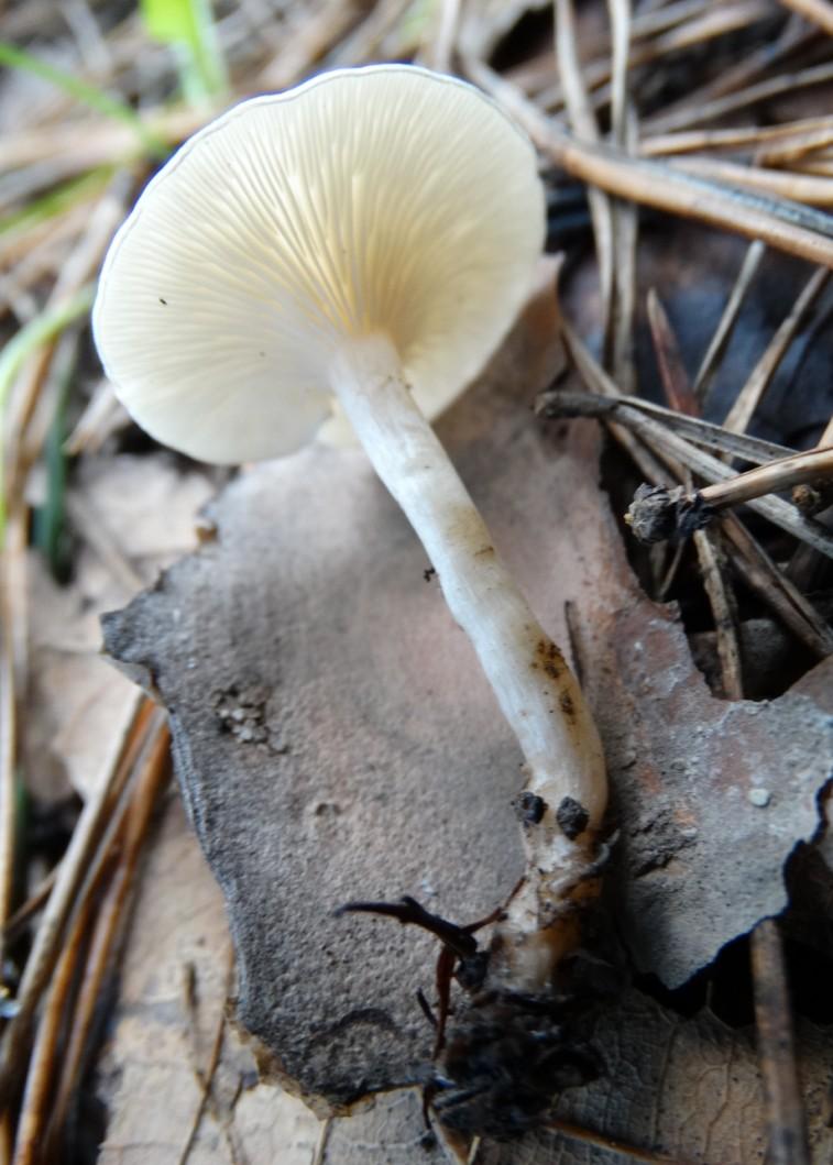 真菌辨识采了一些蘑菇求教都是什么名字哪些能吃