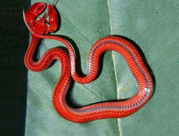 七头蛇真的存在吗? - 知乎
